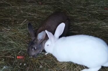 cute Rabbit and open jangle