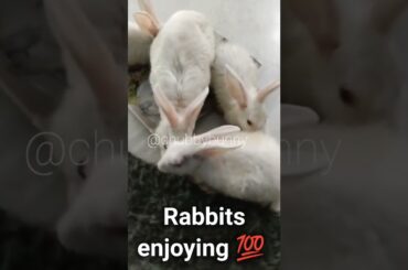 Cute #rabbit #bunny #shorts #vlog #baby video #chubby #bunny #shortvideo