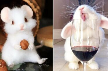 AWW SO CUTE! Cutest baby animals Videos Compilation Cute moment of the Animals - Cutest Animals #11