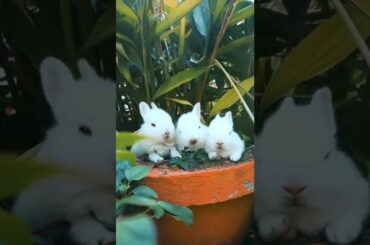 cute rabbit | #shorts | #viral |
