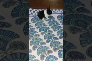 playing cute baby bunny#shorts