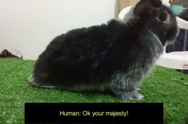 Adorable Bunny want Treat | Bunny Stories episode 03