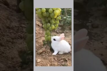 Cute bunny rabbit\Cute rabbit||cute animal#shorts#bunny#rabbit#short#trending#cuteanimal