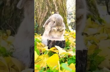 cute bunny #short #youtubeshorts #shortvideo #animals #shorts