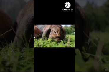 Funny and Cute Baby Rabbit Videos - Baby Animal#10|Cute Animal #funnyvideo