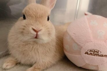 Playtime Of Baby Bunny Rabbit | Cutest Bunnies Playtime With Toys