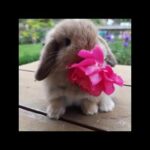 Cute Baby Bunny Noming Flowers