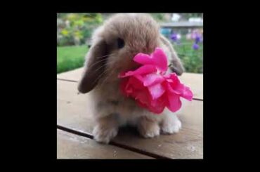 Cute Baby Bunny Noming Flowers