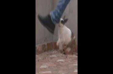 Crazy Rabbit Attacks His Owner ! #shorts #cute rabbit #bunny