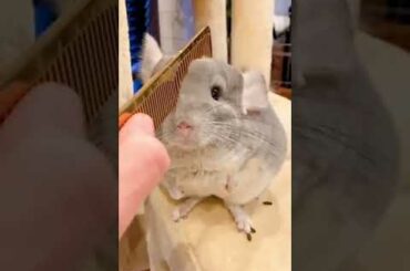 cute rabbit