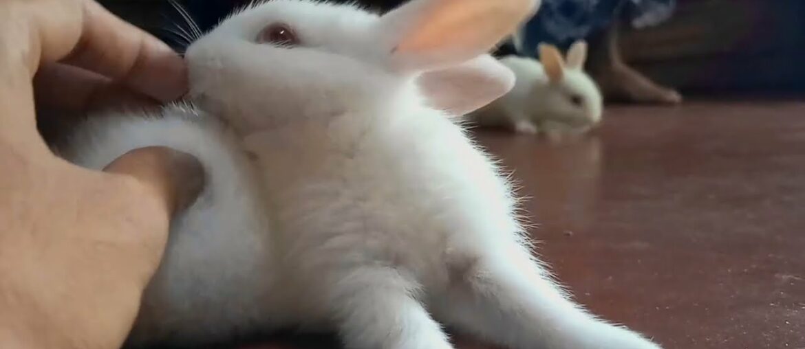 Funny and Cute Baby Bunny Rabbit Videos - Baby Animal Video 2022