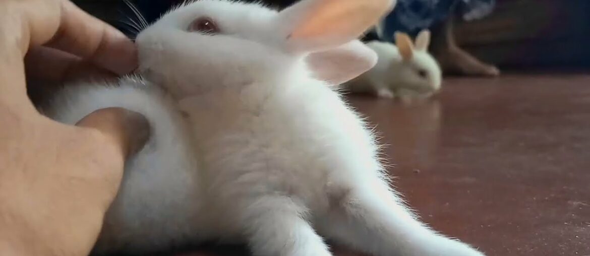 Funny and Cute Baby Bunny Rabbit Videos – Baby Animal Video 2022 Funny and Cute Baby Bunny Rabbit Videos - Baby Animal Video 2022