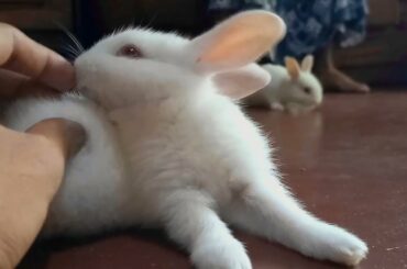 Funny and Cute Baby Bunny Rabbit Videos - Baby Animal Video 2022