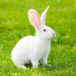 Rabbit eating | Baby Bunny | Small Rabbit Video | Lettuce | Cute Bunny