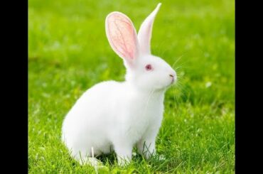 Rabbit eating | Baby Bunny | Small Rabbit Video | Lettuce | Cute Bunny