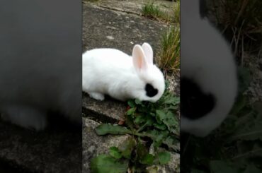 FUNNY BABY RABBIT BUNNY VIDEO