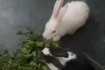 Funny Cute Baby Rabbit Stealing Food! | Funny Animal Videos 2022 #rabbit #funny #lifewithbunnies