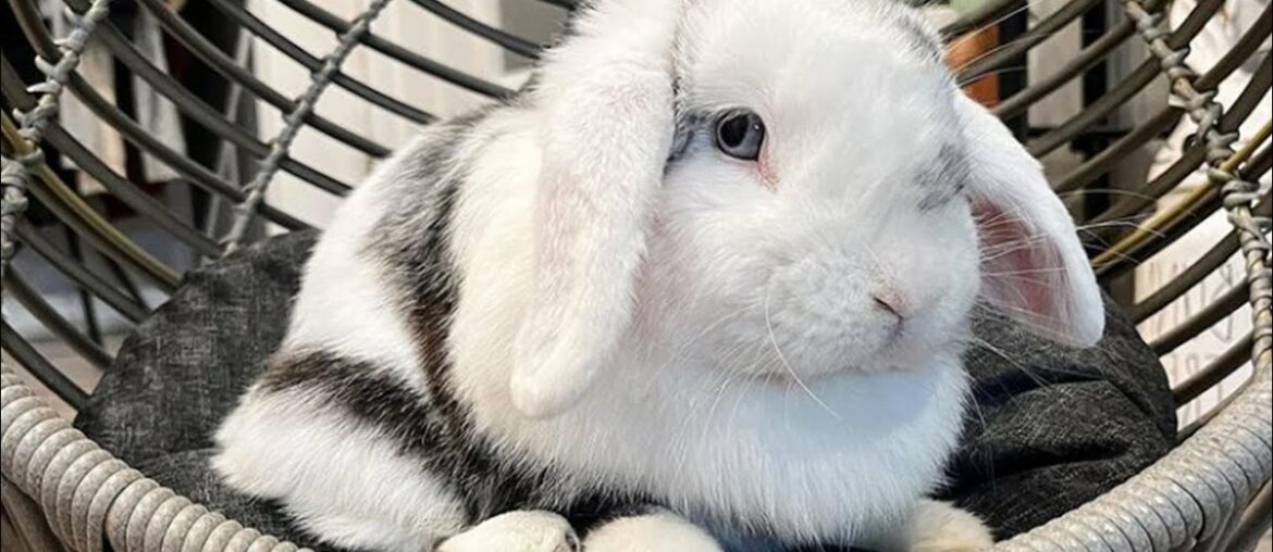 Cute Mini Lop Baby Bunny Rabbit Videos