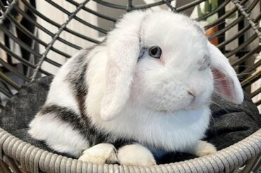 Cute Mini Lop Baby Bunny Rabbit Videos