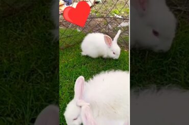 white cute baby rabbits eating gras#short