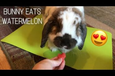 CUTE BUNNY EATING WATERMELON *ASMR*