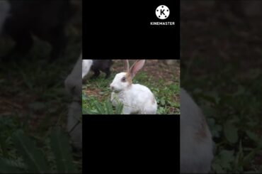 Funny and Cute Baby Rabbit Videos - Baby Animal Videos#11|Cute Animal#funnyvideo