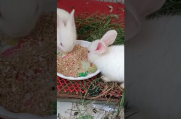 #d10 cute baby bunny #shorts