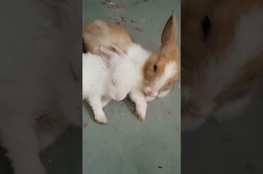 rabbit cute baby sleeping #assamkrishitv #khargosh #bunny #assamkrishitv