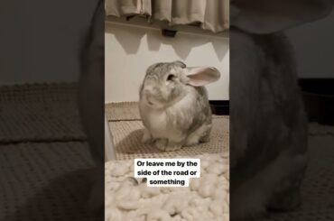 Cute Rabbit Say Something #short #shorts #animal #rabbit #bunny #animals #cuteanimal #pet #pets#cute