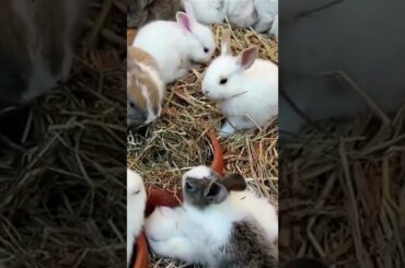 CUTE BABY RABBIT BUNNIES EATING SHORT