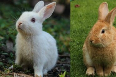 Cute Baby Bunny Rabbit Videos - Baby Animal Video Compilation (2022).