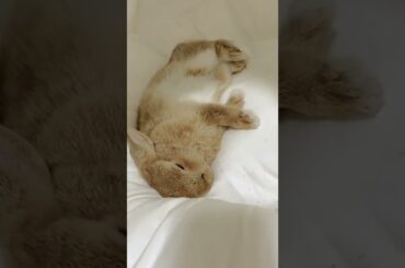 Cute Baby Rabbit #short #shorts #rabbit #bunny #animal #animals #cuteanimals #pet #pets #cute #baby