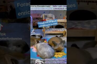 bunnies forage mat fun Follow us on twitch.tv/butterflysbunnies #cute #bunny #forager