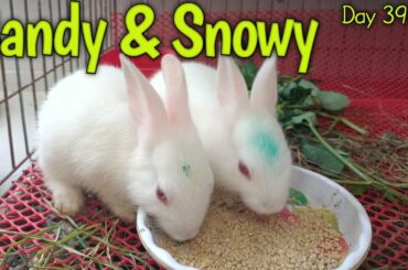 Day 398! Cute Baby Bunny Candy & Snowy Eating & Playing together!  How baby bunny starts the morning