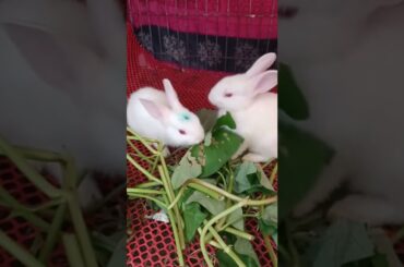 #d59 lovely adorable cute bunny #shorts