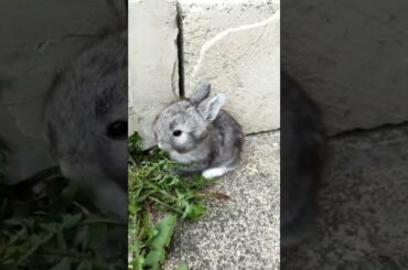 CUTE BABY BUNNY EATING for FIRST TIME
