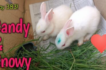 Day 383! New Cute baby bunny Candy & Snowy! How to feed green grass to one month old bunny!