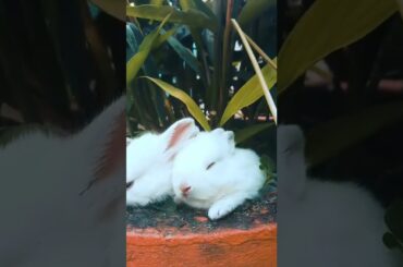 cute rabbit
