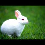 #funny #bunny #rabbitFunny and Cute Baby Bunny Rabbit Videos - Baby Animal Video Compilation cute