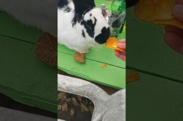 #hunny #rabbit  #cute #short