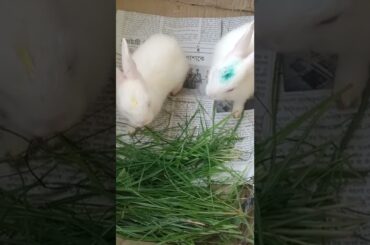 #d28 cute bunny green grass eating #shorts