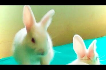 Day 17 It's time to loose control / Baby Bunny / baby rabbit / Rabbit baby / kitten / beautiful cute