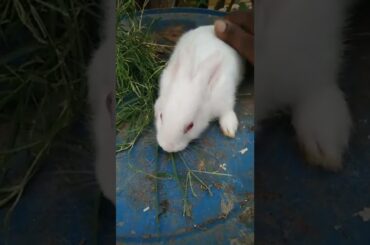 cute bunny