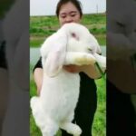 Cute Baby Animals Big Rabbit# Shorts Video Prosenjit sarkar Animals Video