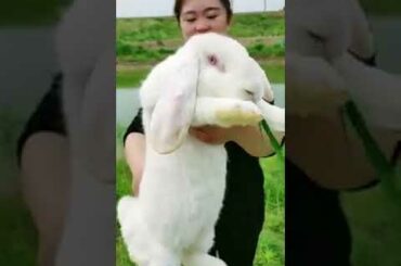 Cute Baby Animals Big Rabbit# Shorts Video Prosenjit sarkar Animals Video