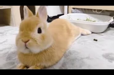 SO CUTE RABBIT ||BUNNY LOVE||