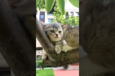 Puppy | cat babies | Rabbit | baby of dog | cat | baby of rabbit | cute animal | animal | nature