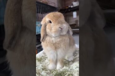 Babies so cute #bunny #subscribe