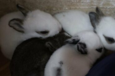 Cute Baby Rabbit Video