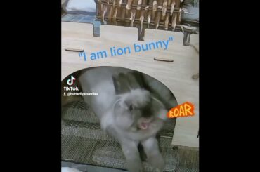 "I am lion" cute bunny yawn #bunny #cute #lionhead